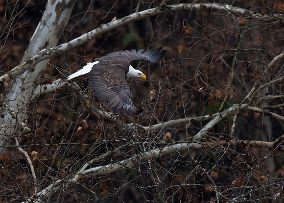 Bald Eagle