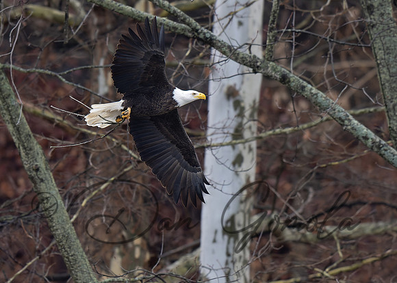 Bald Eagle