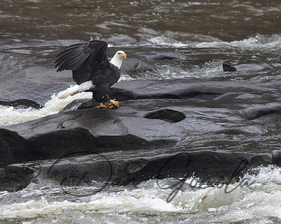 Bald Eagle
