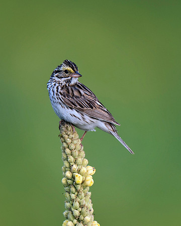 Savannah Sparrow