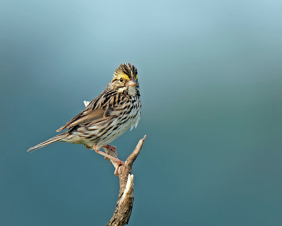 Savannah Sparrow