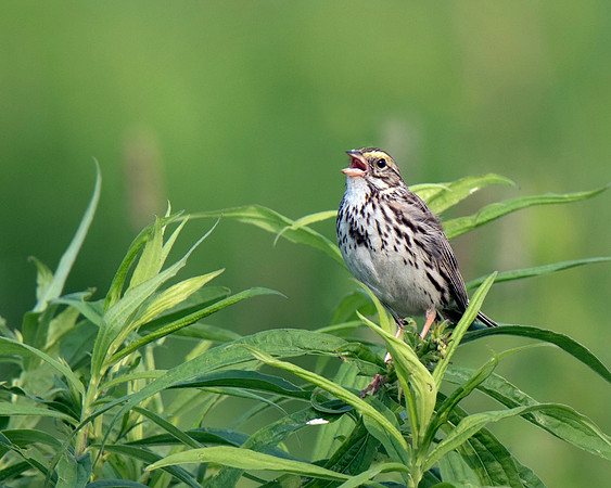 Savannah Sparrow