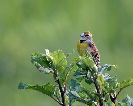 Dickcissel