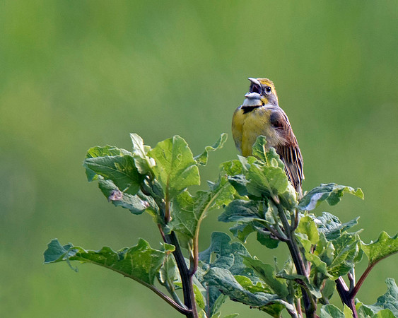 Dickcissel