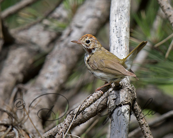 Ovenbird