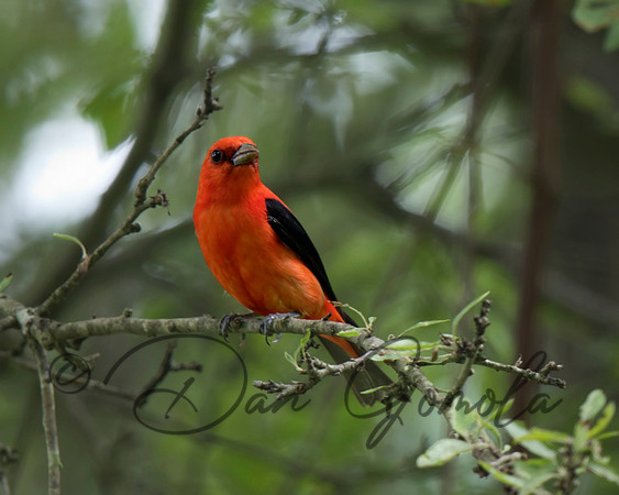 Scarlet Tanager