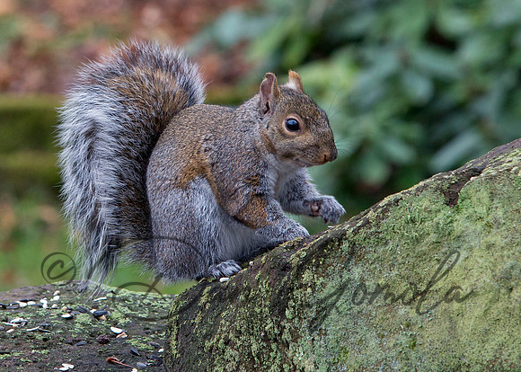 Eastern Gray Squirrel