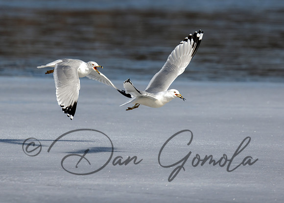 Ring-billed Gull