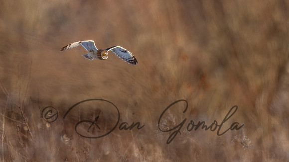 Short-eared Owl