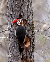 Pileated Woodpecker