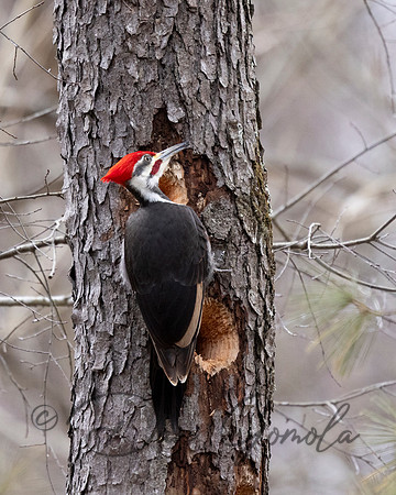 Pileated Woodpecker