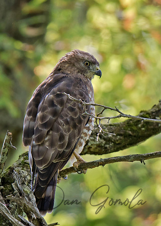 Broad-winged Hawk