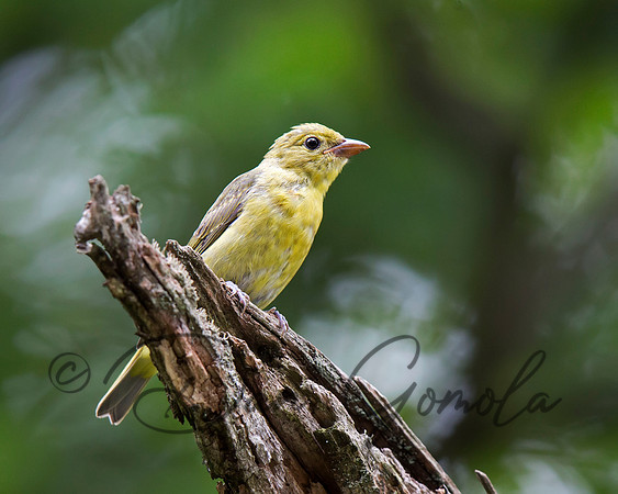 Scarlet Tanager