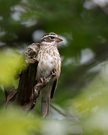 Rose-breasted Grosbeak