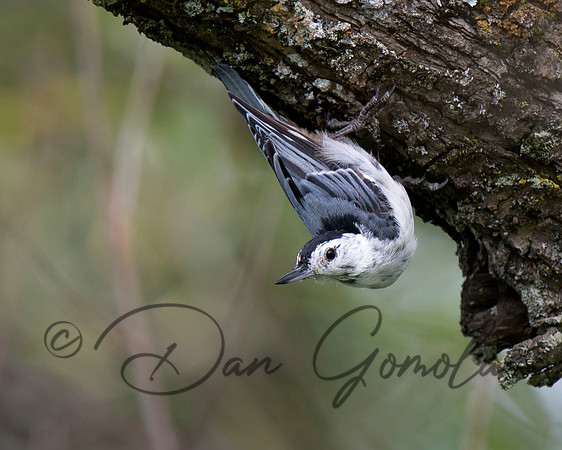 White-breasted Nuthatch