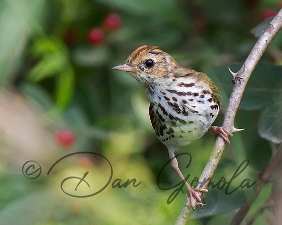 Ovenbird