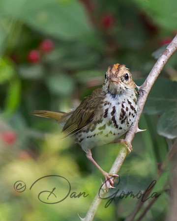 Ovenbird