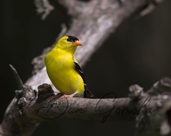 American Goldfinch
