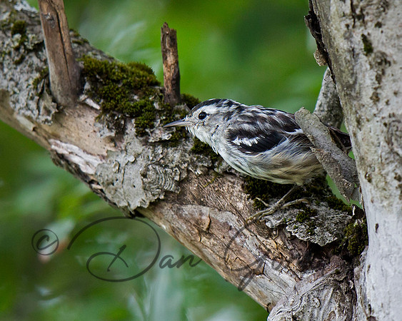 Black-and-white Warbler