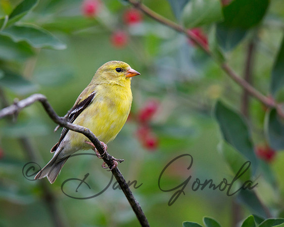 American Goldfinch