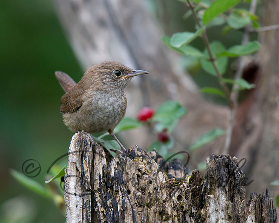 House Wren