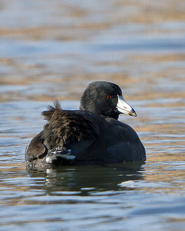 American Coot