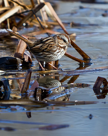 Song Sparrow