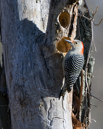 Red-bellied Woodpecker (female)
