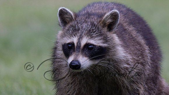 Raccoon