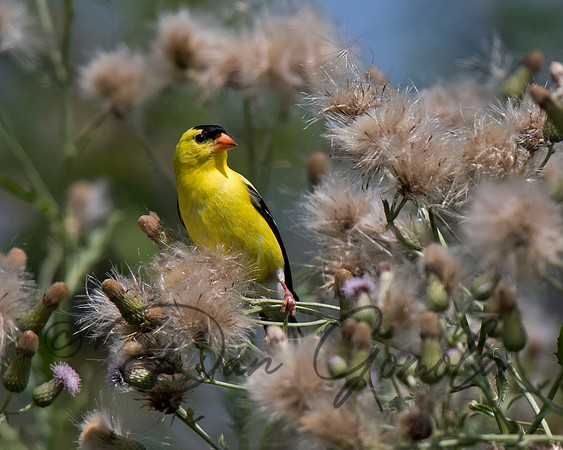 American Goldfinch