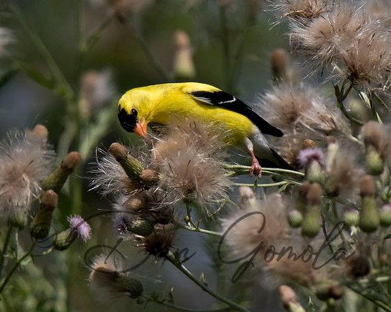 American Goldfinch