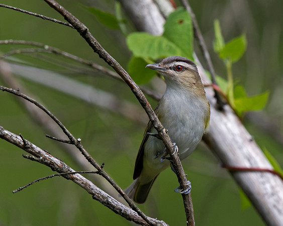 Red-eyed Vireo