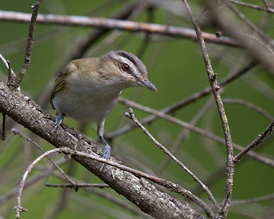 Red-eyed Vireo