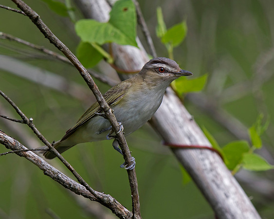 Red-eyed Vireo