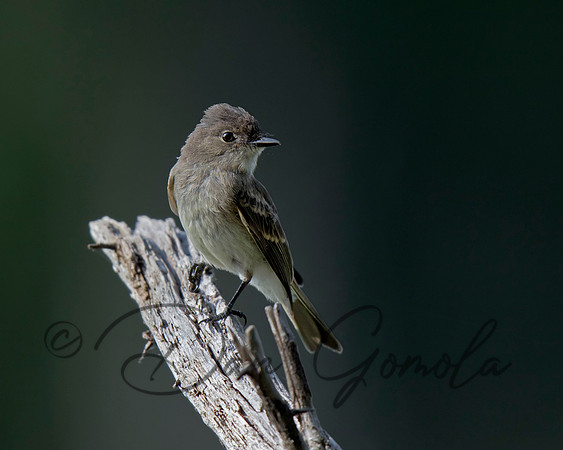 Eastern Phoebe