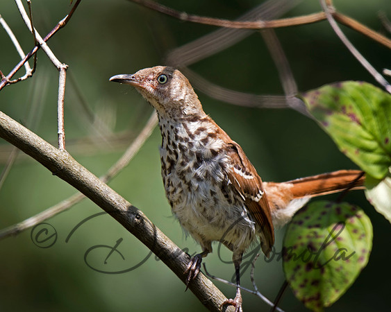 Brown Thrasher