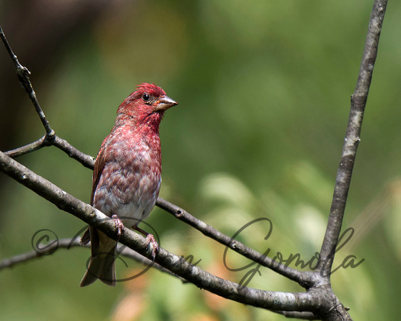 Purple Finch