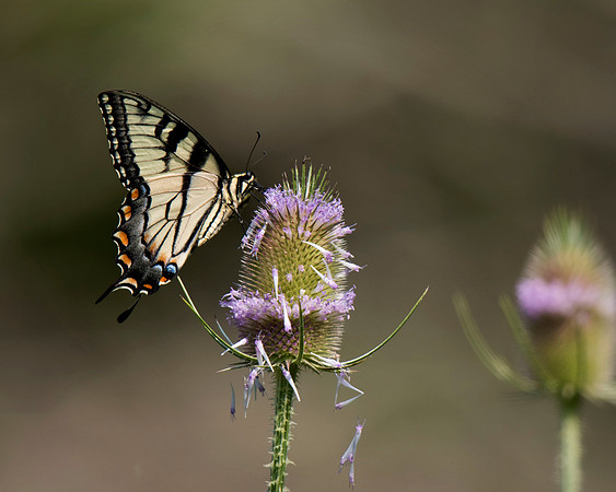 Tiger Swallowtail
