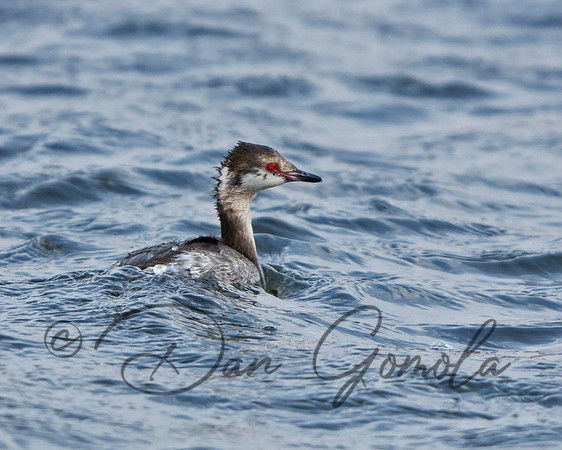 Horned Grebe (female)