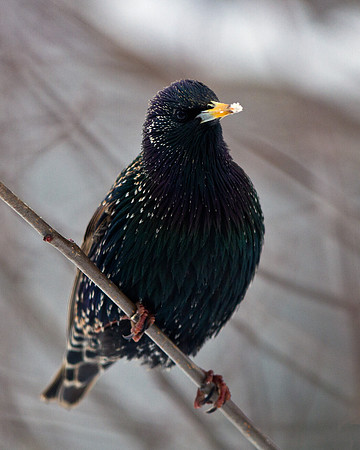 European Starling