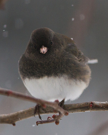 Dark-eyed Junco