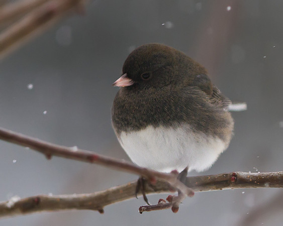 Dark-eyed Junco