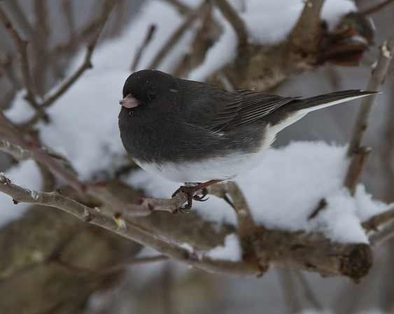Dark-eyed Junco