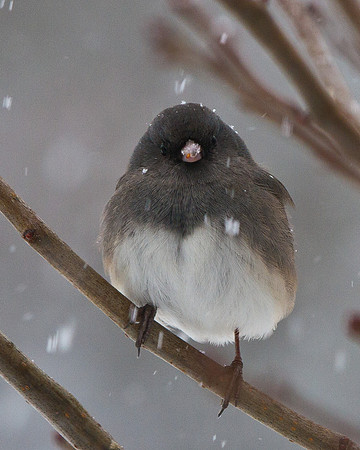 Dark-eyed Junco