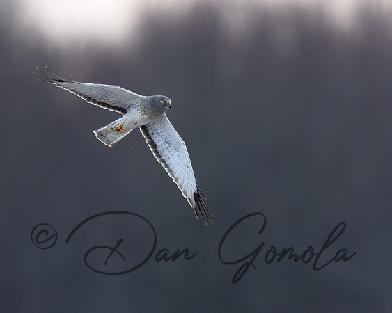 Northern Harrier