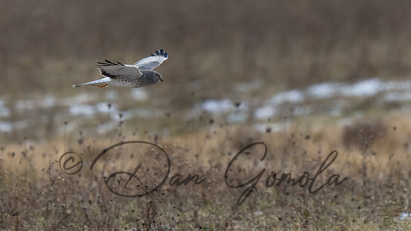 Northern Harrier