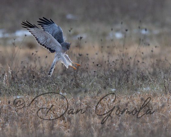 Northern Harrier