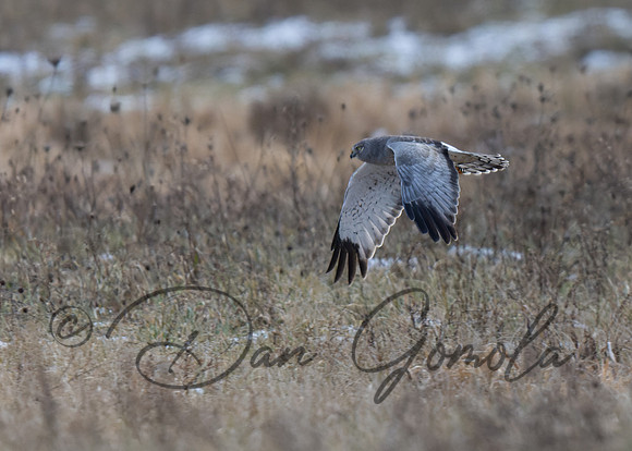 Northern Harrier