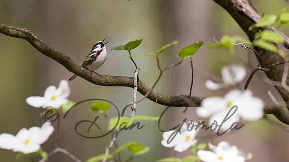 Chestnut-sided Warbler