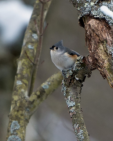 Tufted Titmouse